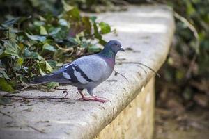 pombo no concreto foto