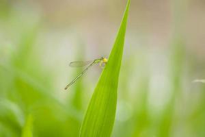 a libélula de agulha verde está comendo um pequeno inseto na folha. presa da libélula agulha. pequeno inseto foto