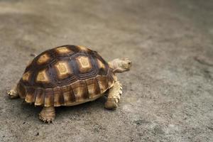 tartaruga centrochelys sulcata em concreto. tartaruga de estimação fofa. cuidados com animais e conceito de tratamento foto