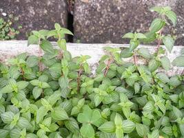 fundo de vegetação crescendo na estação chuvosa foto