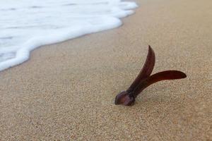 semente de borracha na praia foto