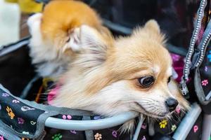 cachorro sentado em cadeira de rodas foto