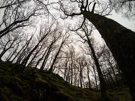 misterioso mundo das árvores nas florestas britânicas foto