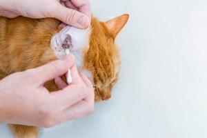 mulher usa um pano limpando orelhas de gato em banho de gato ruivo limpeza a seco para animais foto