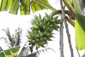 bando de banana dedo de senhora crua na árvore com gotas após a chuva. foto