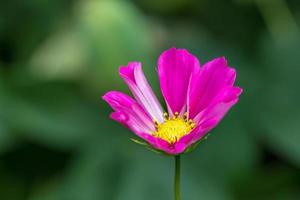 flor rosa cosmos em um jardim inglês