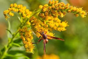 vespa de papel do norte poliniza uma flor silvestre goldenrod em uma noite de outono foto