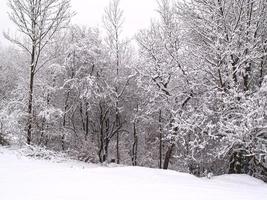 árvores e campo coberto de neve foto