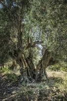 uma velha oliveira em kefalonia na grécia foto