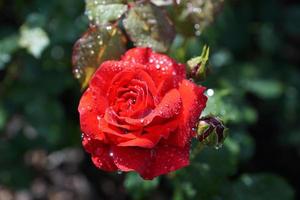 rosa vermelha com gotas de água foto