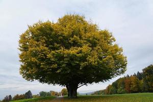 árvore em um parque em zollikon foto