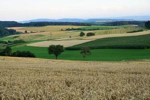 campo de trigo em hegau, alemanha foto