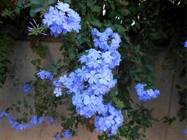 plumbago auriculata ou flores de jasmim azul foto