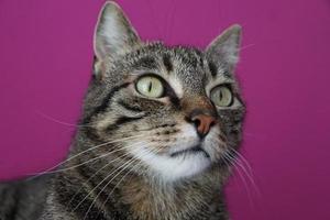 retrato de gato em fundo violeta foto