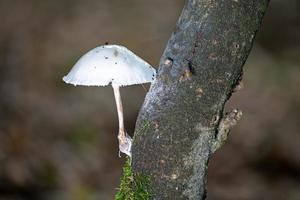 pequeno cogumelo de gorro de ordenha branco cresce diagonalmente de um galho escuro foto