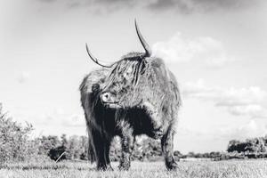 vacas montanhesas nas dunas de wassenaar na holanda. foto