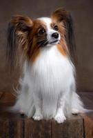 foto de estúdio de um adorável papillon sentado e olhando curiosamente