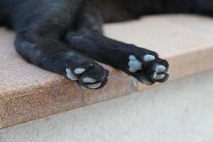 patas de um gato preto foto