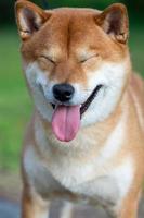 cão japonês cor vermelha shiba inu sorri e fechou os olhos. o conceito de humor. foto