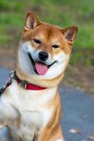 cão japonês shiba inu senta-se na rua e olha para a câmera. foto