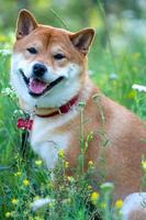retrato de um lindo cão japonês shiba inu em um fundo de grama verde. foto