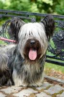 cão sky terrier caminha no parque no verão. foto