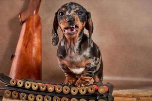 um pequeno dachshund cor de mármore está ao lado de uma bandoleira e cartuchos e sorri os dentes. foto