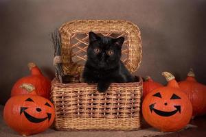 gato preto como símbolo de halloween em uma cesta de vime com uma abóbora laranja foto