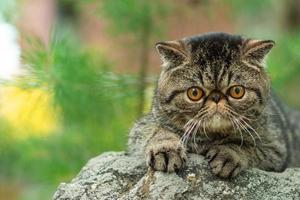 um gato malhado marrom bonito senta-se exoticamente em uma grande pedra cinza no parque em um dia de verão. gatinho persa tem medo de viajar ao ar livre foto