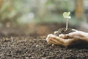 mão de mulher com uma árvore que ela está plantando, conceito de conservação ambiental proteger e preservar recursos plantar árvores para reduzir o aquecimento global usar energia renovável conservação de florestas naturais. foto