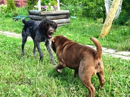 dois cães brincando no gramado verde. drathaar e shar pei. foto