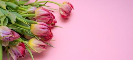 buquê rosa com flores de tulipa carmesim na primavera em rosa isolado foto