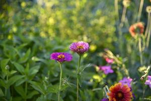 flores vermelhas e amarelas azuis em um jardim verde no verão lindas flores de tsinia com bokeh. foto