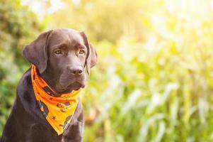 um labrador retriever preto em uma bandana laranja para o halloween. um cão jovem em um fundo desfocado. foto