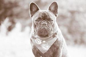 o cão é um bulldog francês preto com uma cor tigrado e uma bandana. foto preto e branco de um cão adulto.