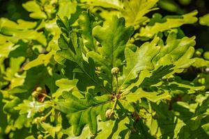 muito pequenas bolotas jovens crescem em um galho. o fruto do quercus robur pendula. foto