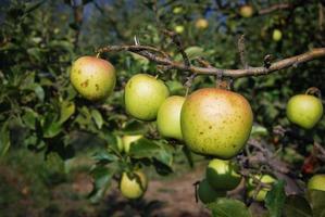 maçãs maduras na árvore foto