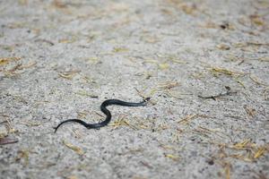 pequena cobra de grama foto