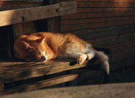 gato descansando em uma varanda à luz da noite foto