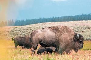 uma manada de bisões se move rapidamente ao longo do rio firehole no parque nacional de yellowstone, perto da bacia de gêiseres do meio do caminho. bisão americano ou búfalo no parque nacional de yellowstone eua wayoming foto