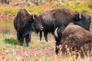 uma manada de bisões se move rapidamente ao longo do rio firehole no parque nacional de yellowstone, perto da bacia de gêiseres do meio do caminho. bisão americano ou búfalo no parque nacional de yellowstone eua wayoming foto