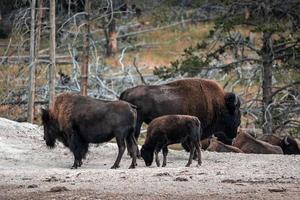 uma manada de bisões se move rapidamente ao longo do rio firehole no parque nacional de yellowstone, perto da bacia de gêiseres do meio do caminho. bisão americano ou búfalo no parque nacional de yellowstone eua wayoming foto