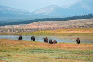 uma manada de bisões se move rapidamente ao longo do rio firehole no parque nacional de yellowstone, perto da bacia de gêiseres do meio do caminho. bisão americano ou búfalo no parque nacional de yellowstone eua wayoming foto