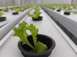 foco seletivo da planta de alface hidropônica com fundo desfocado. o nome científico é lactuca sativa. concentre-se em algumas plantas na frente. foto