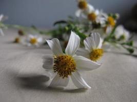 abstrato de flores brancas e amarelas, close-up. foto