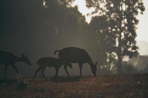 cervos em seu ambiente natural foto