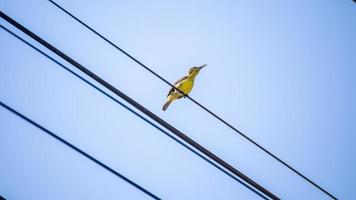passarinho-de-costa-oliva, passarinho-de-barriga-amarela empoleirado em arame foto