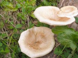 cogumelos que crescem em madeira no outono. este fungo é um tipo de planta não comestível que prospera quando chega o outono foto