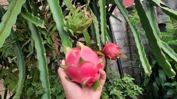 mão segurando a fruta do dragão maduro no fundo da árvore do dragão 02 foto