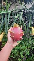 mão segurando uma fruta do dragão recém-colhida contra um fundo de flor de fruta do dragão murcha 02 foto